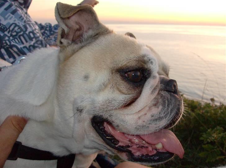 Engelsk bulldog frida billede 3