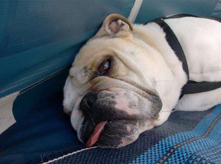 Engelsk bulldog frida billede 4