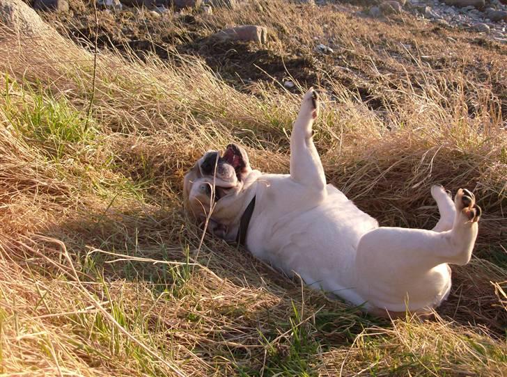 Engelsk bulldog frida billede 5