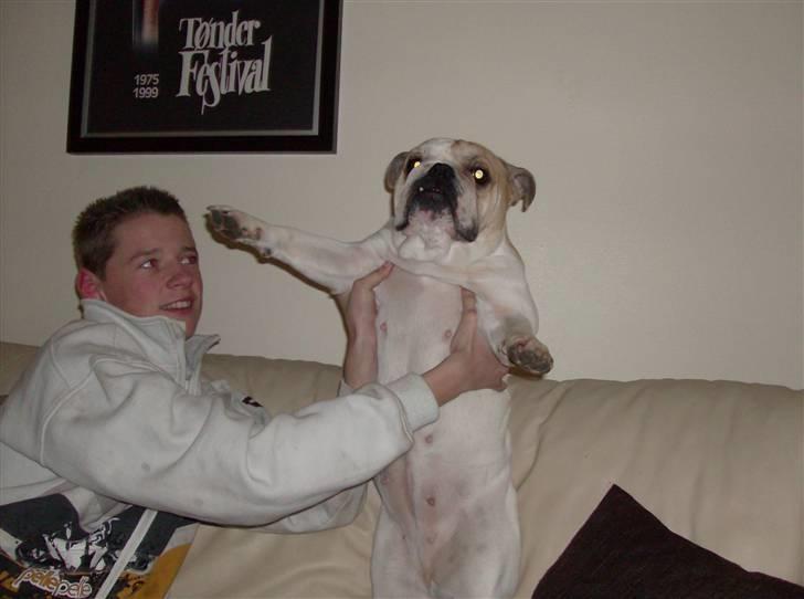 Engelsk bulldog frida billede 7