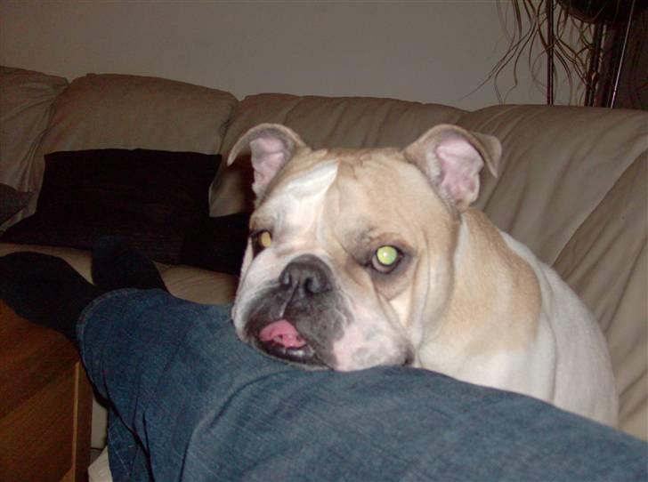 Engelsk bulldog frida billede 8