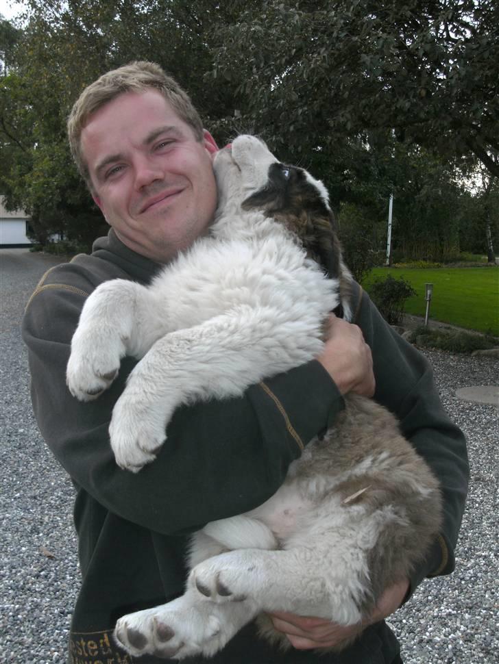 Sankt bernhardshund Mini billede 1