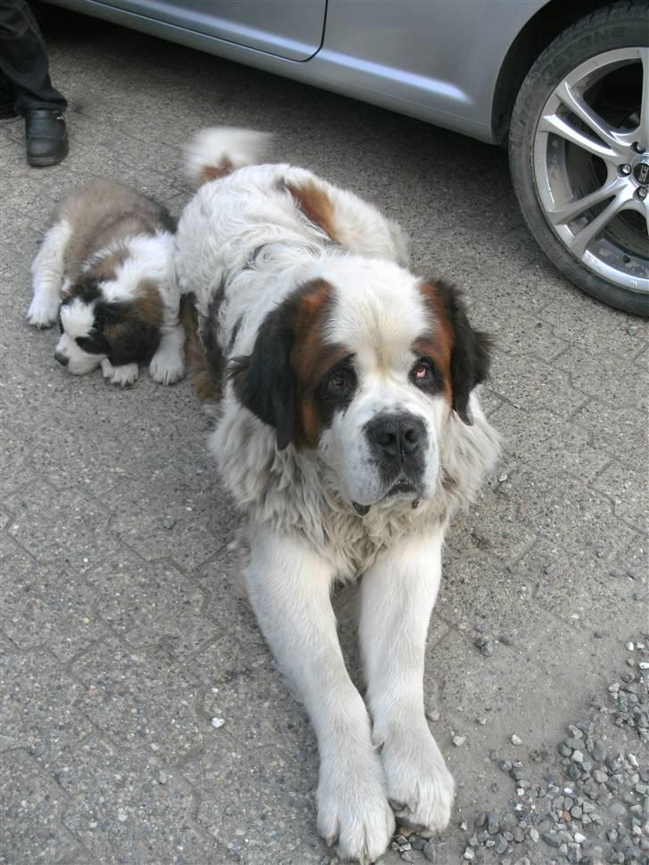 Sankt bernhardshund Mini billede 3