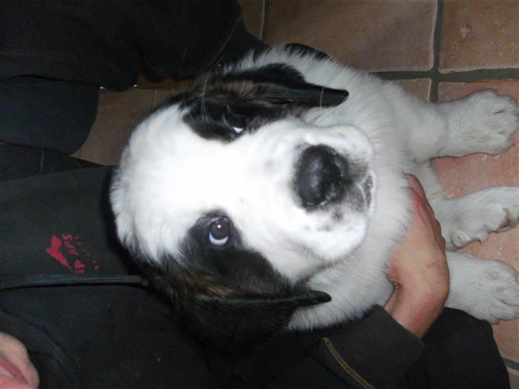 Sankt bernhardshund Mini billede 4