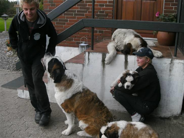 Sankt bernhardshund Mini billede 5