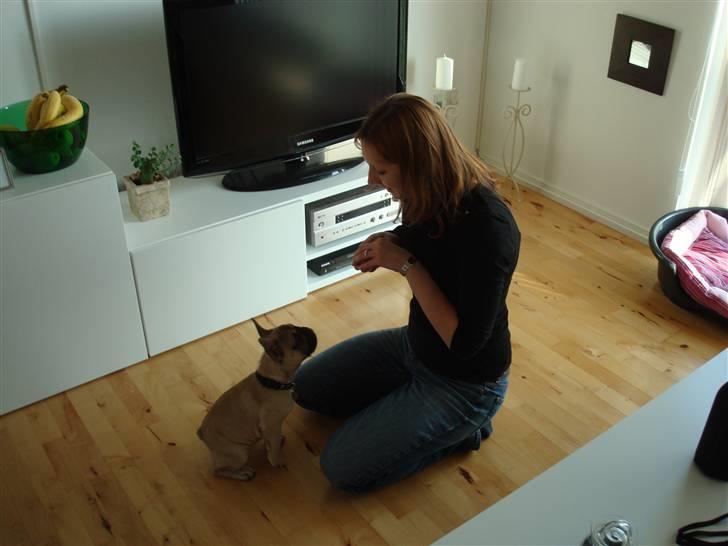 Fransk bulldog Luna - Gi mig gi mig gi mig gi mig :) billede 16