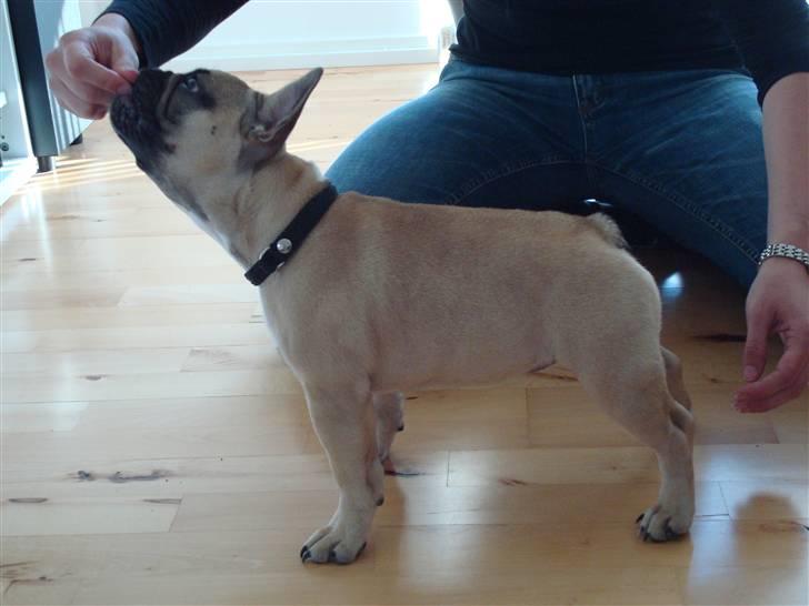 Fransk bulldog Luna - Vi må øve os inden vi skal til udstilling :) billede 17
