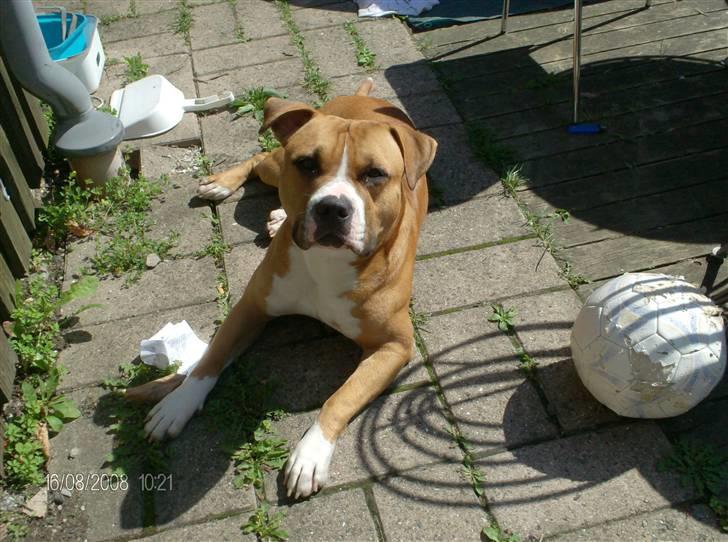 Amerikansk staffordshire terrier Balou billede 9