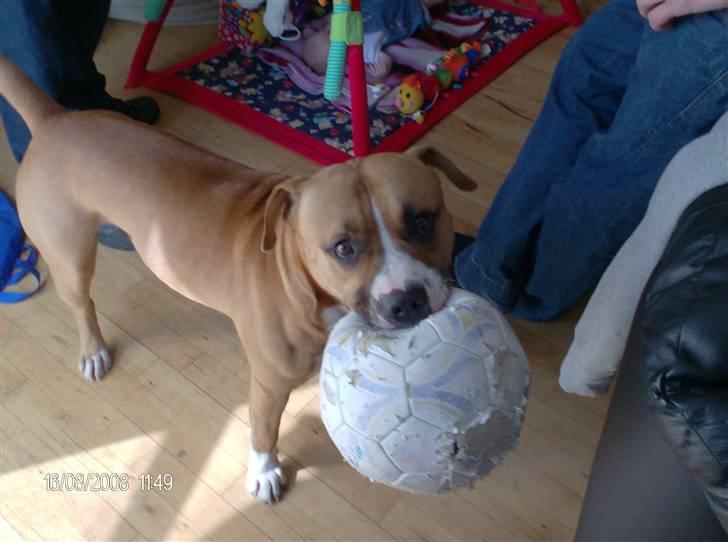 Amerikansk staffordshire terrier Balou billede 10