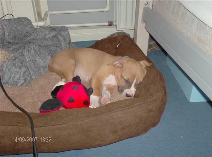 Amerikansk staffordshire terrier Balou billede 11