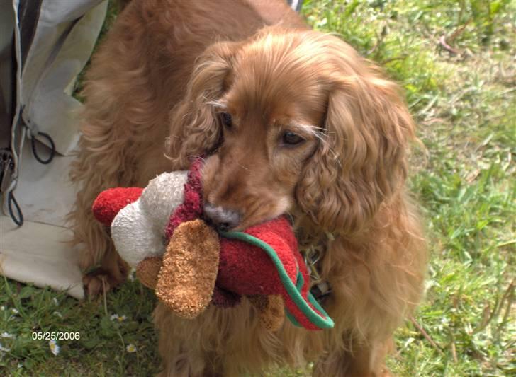 Cocker spaniel Bølle billede 1