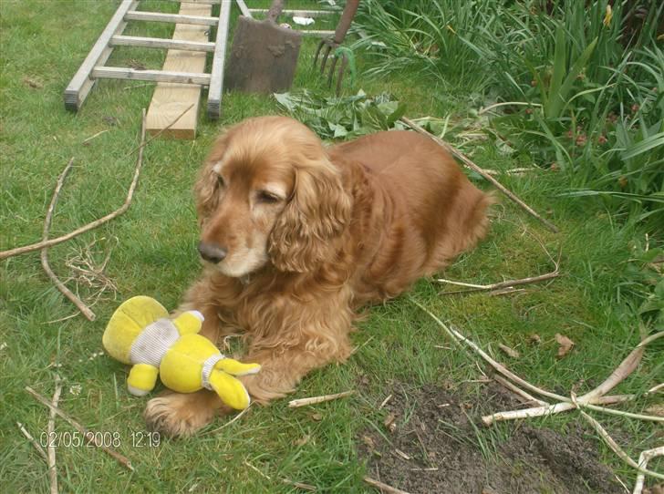 Cocker spaniel Bølle billede 2