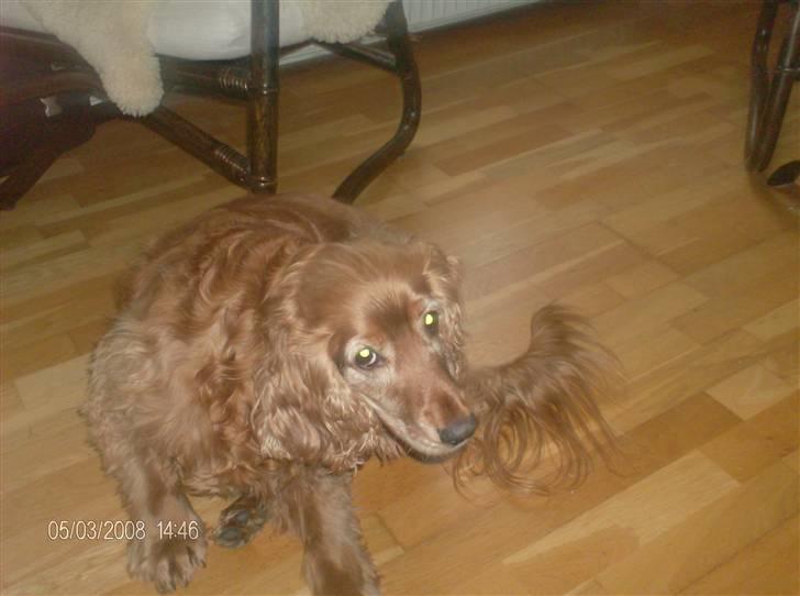 Cocker spaniel Bølle billede 3