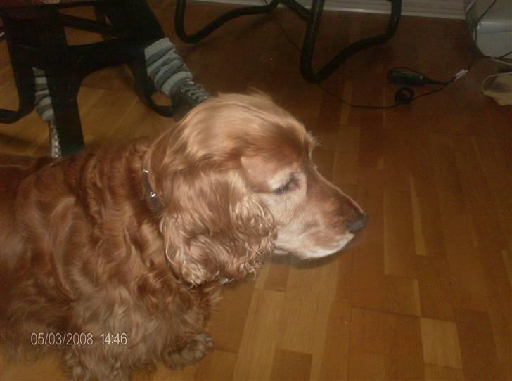 Cocker spaniel Bølle billede 4