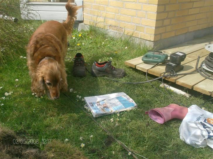 Cocker spaniel Bølle billede 5