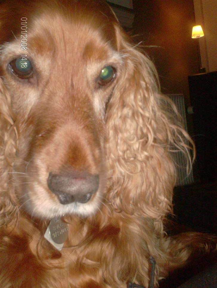 Cocker spaniel Bølle billede 6