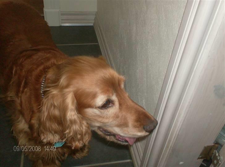 Cocker spaniel Bølle billede 7