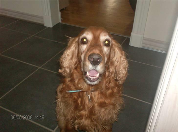 Cocker spaniel Bølle billede 8