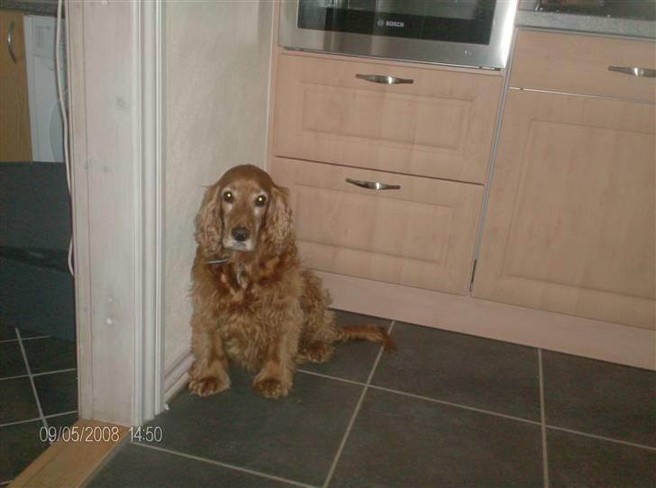 Cocker spaniel Bølle billede 9