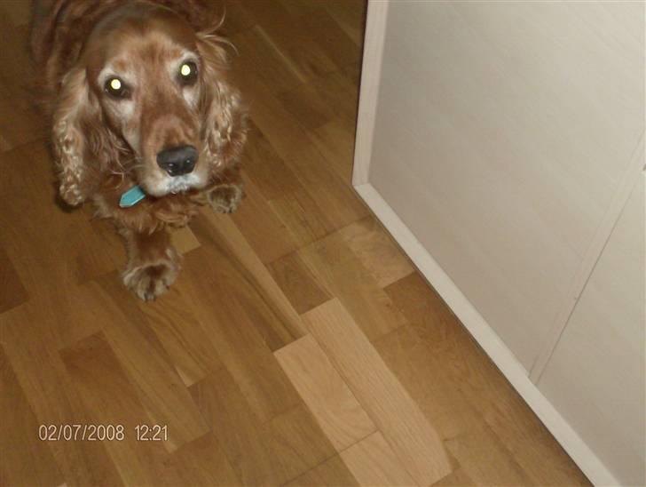 Cocker spaniel Bølle billede 10