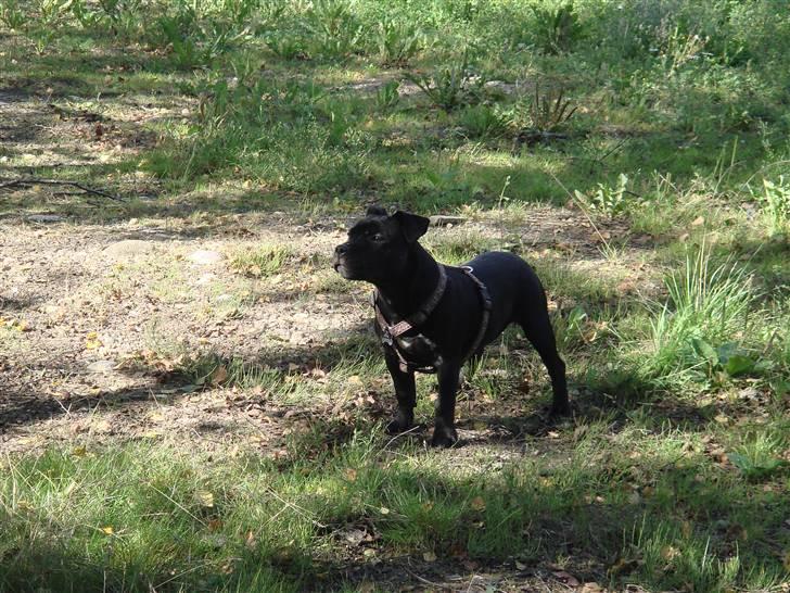 Staffordshire bull terrier ARNE "Attaboy"  billede 12