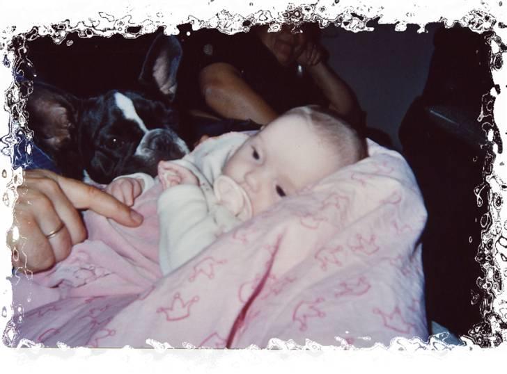 Fransk bulldog ~SOFFIE~ <3Himmelhund<3 - Soffie er super god til vores lille barnebarn Lærke. billede 15