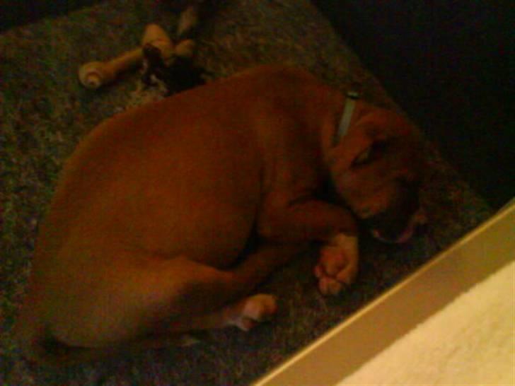 Amerikansk staffordshire terrier Balou billede 13