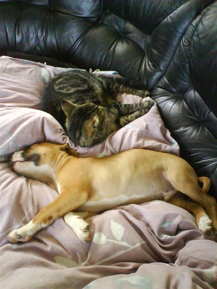 Amerikansk staffordshire terrier Balou billede 14