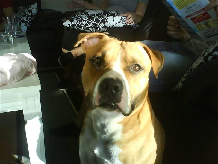 Amerikansk staffordshire terrier Balou billede 15