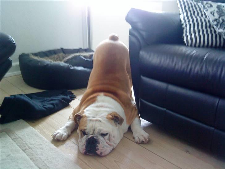 Engelsk bulldog tjalfe billede 17