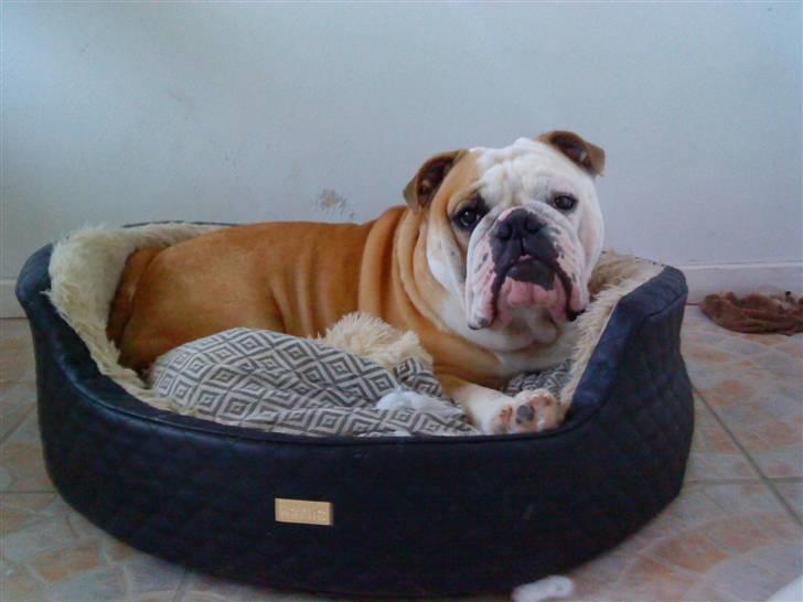 Engelsk bulldog tjalfe billede 18