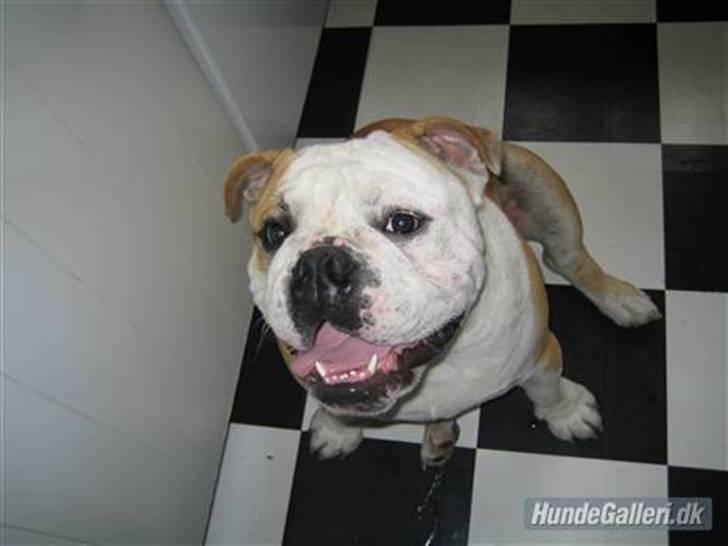 Engelsk bulldog tjalfe billede 19