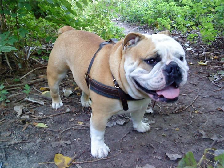 Engelsk bulldog tjalfe billede 20