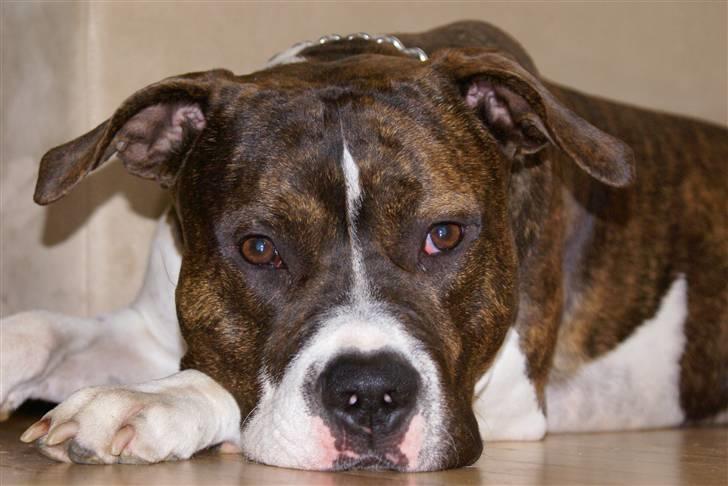 Amerikansk staffordshire terrier Kuba - Vores fine dreng billede 1