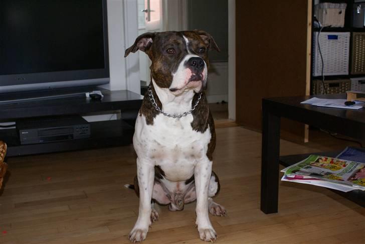 Amerikansk staffordshire terrier Kuba - Kuba billede 2