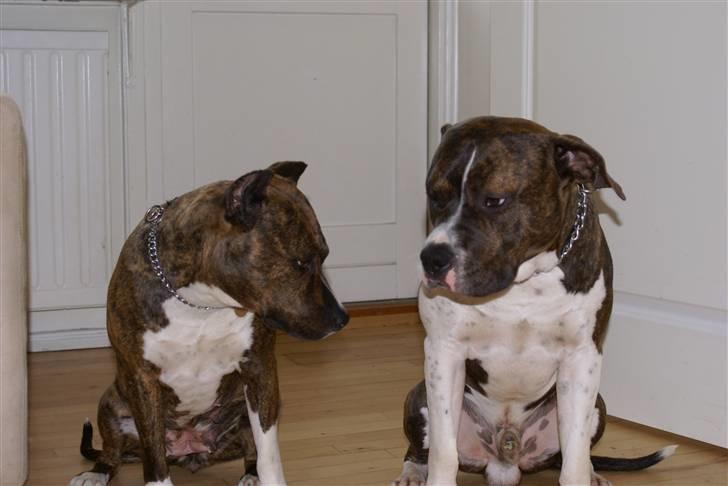 Amerikansk staffordshire terrier Kuba - De 2 tosser:o) billede 3