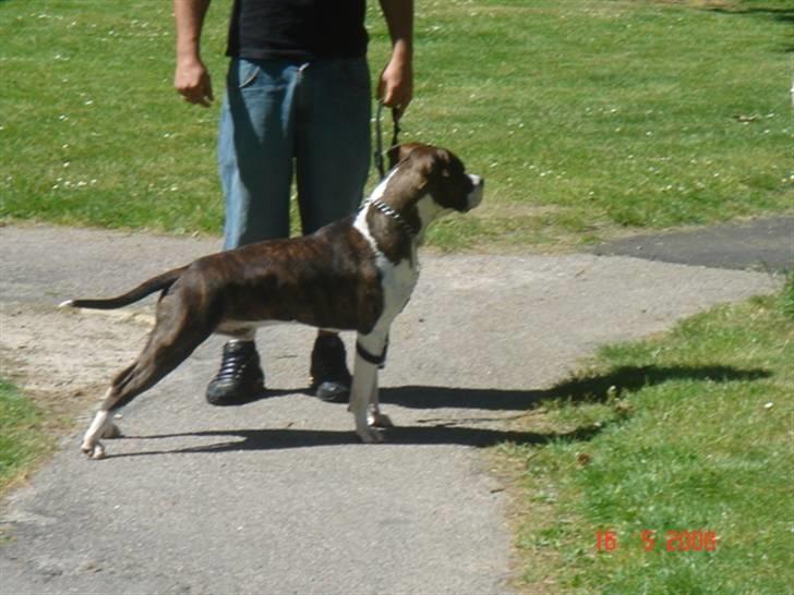 Amerikansk staffordshire terrier Kuba - Hr. flottenheimer billede 4