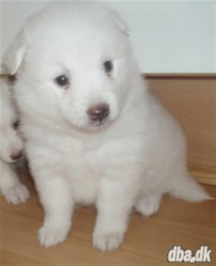 Japansk spids Balou billede 1