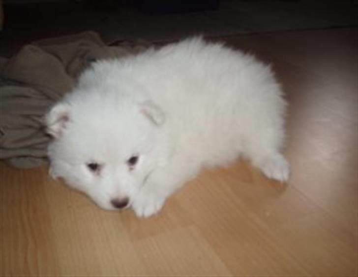 Japansk spids Balou billede 2