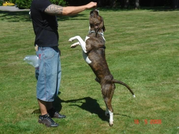 Amerikansk staffordshire terrier Kuba - Cirkushund billede 5