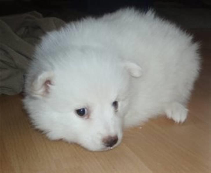 Japansk spids Balou billede 3