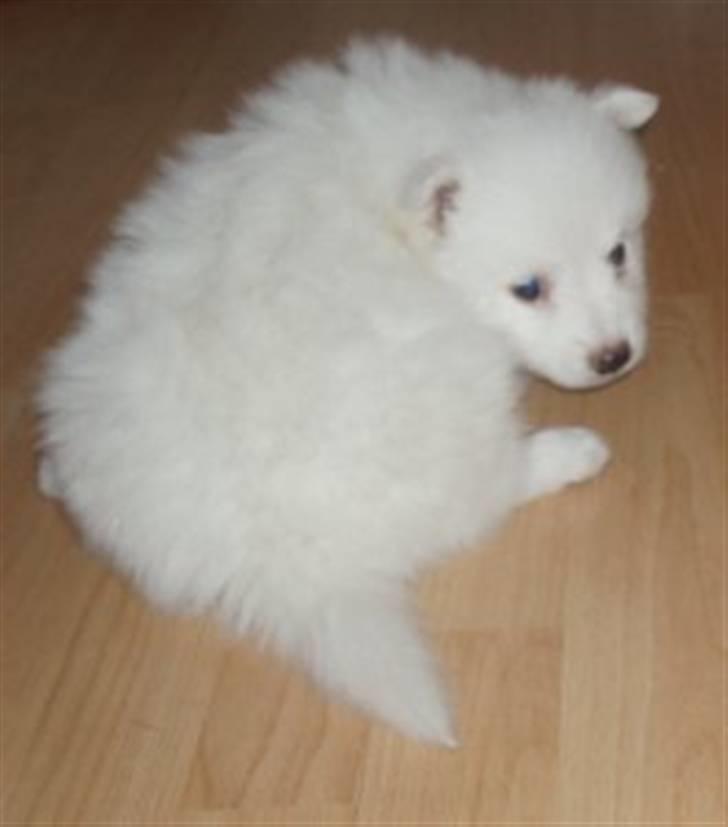 Japansk spids Balou billede 4