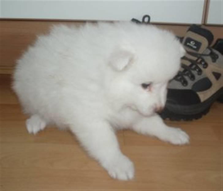 Japansk spids Balou billede 5