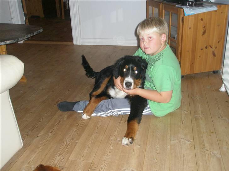 Berner sennenhund Bosco billede 7