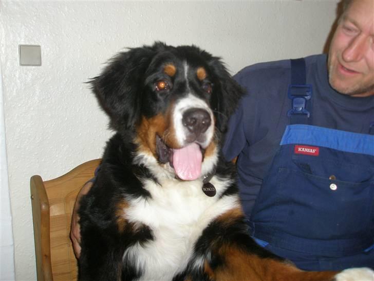 Berner sennenhund Bosco billede 8