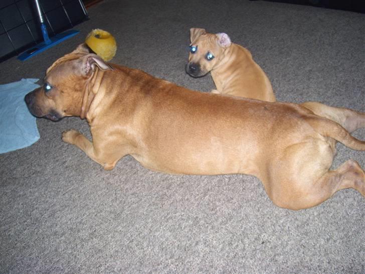 Amerikansk staffordshire terrier mini  R.I.P 15/9.10 - skal vi lege??? billede 8