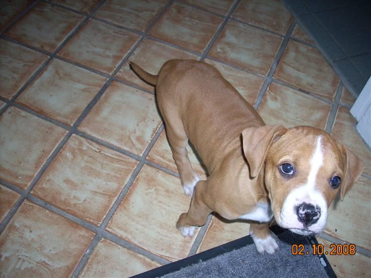 Amerikansk bulldog Bella billede 2