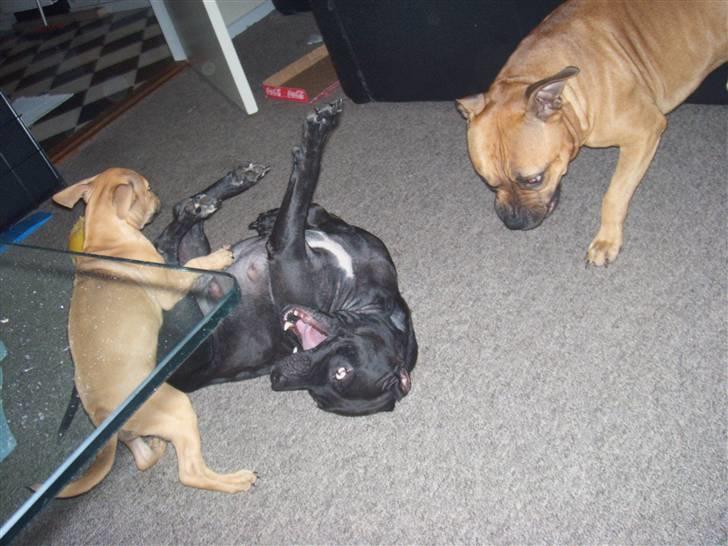 Amerikansk staffordshire terrier mini  R.I.P 15/9.10 - jeg skal nok få dig mor billede 9