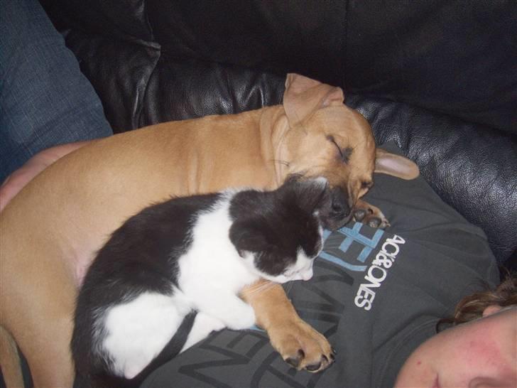 Amerikansk staffordshire terrier mini  R.I.P 15/9.10 - vi tager lige en lur ZZZZzzzzzZZZZZzzz billede 10