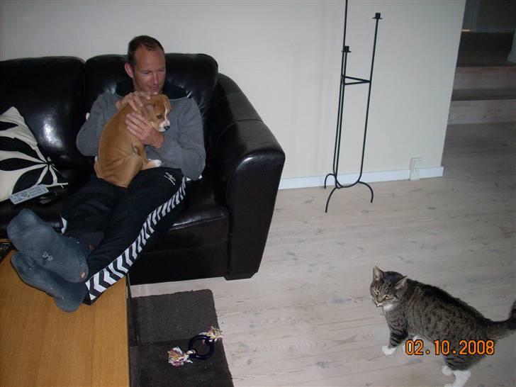 Amerikansk bulldog Bella billede 3